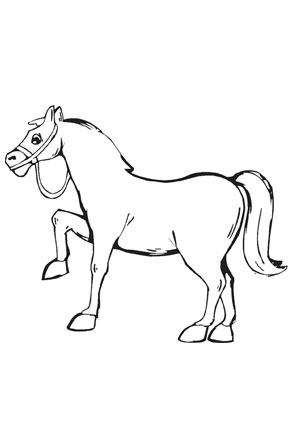 Pferd 18